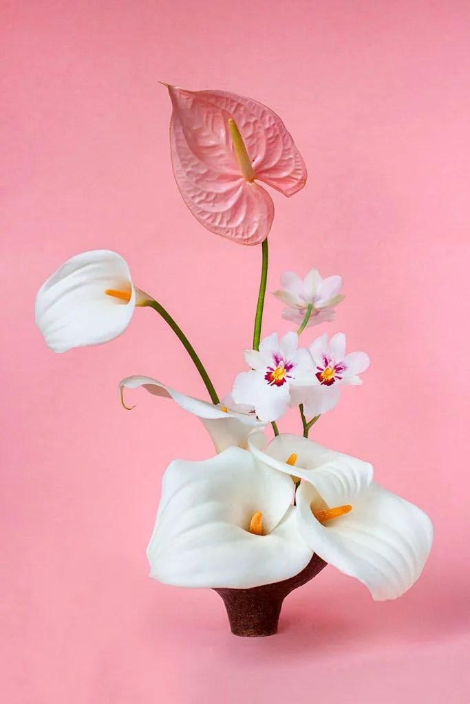hattie molloy white and pink flowers against pink background
