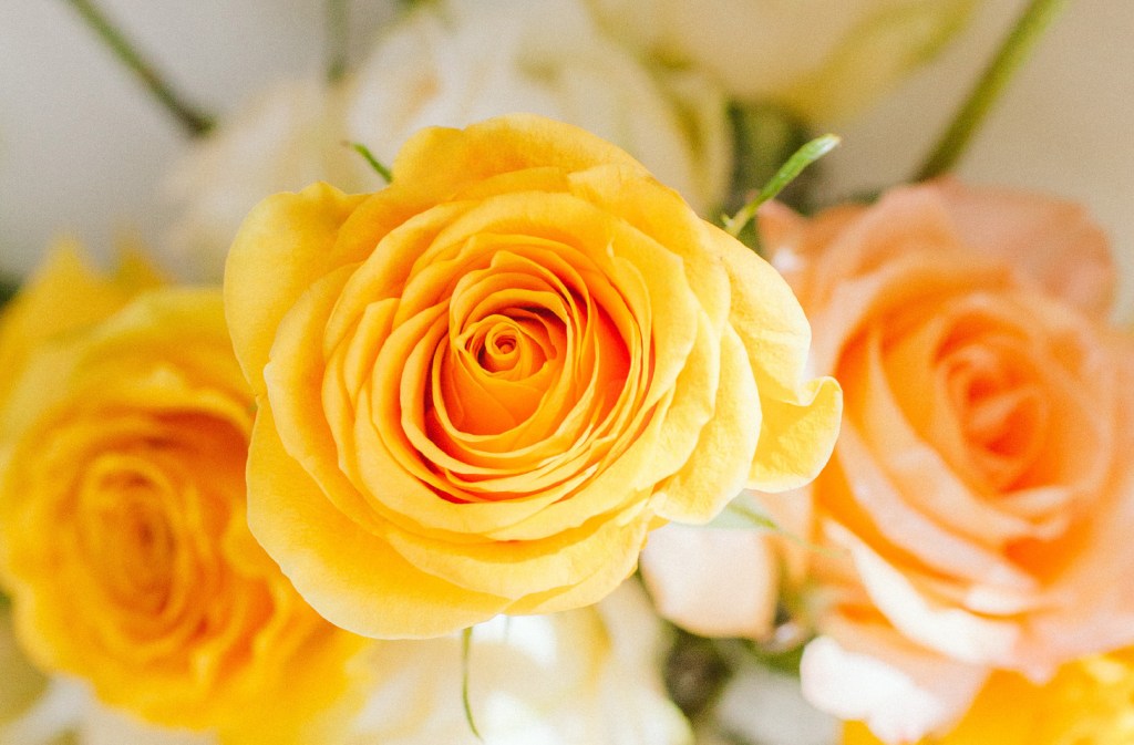 yellow roses
