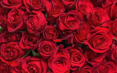 Four Simple Steps for Long-lasting Valentine’s Day Roses