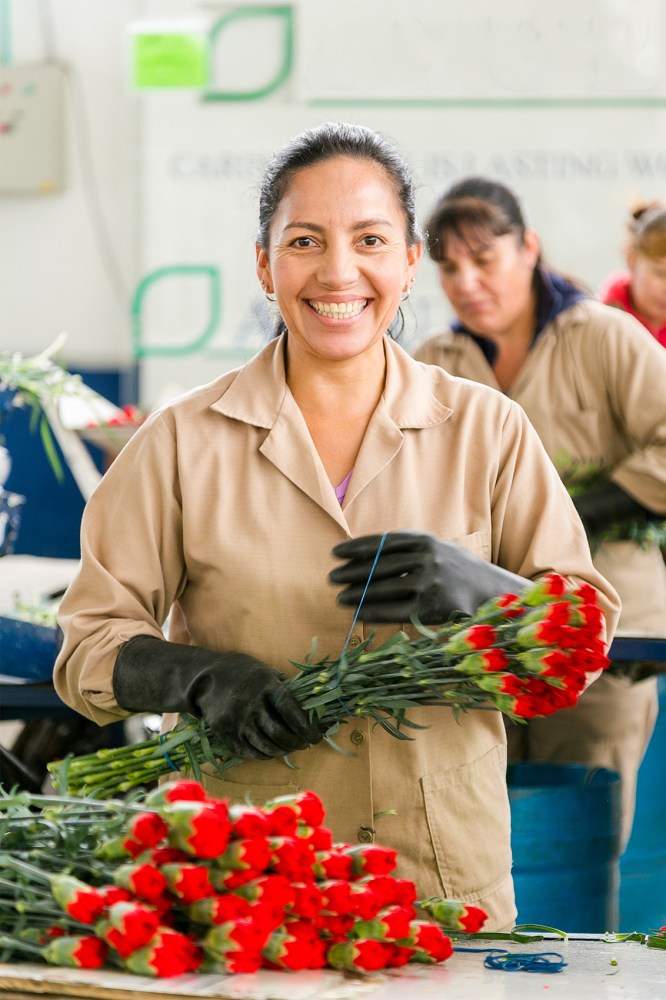 women working with carnations