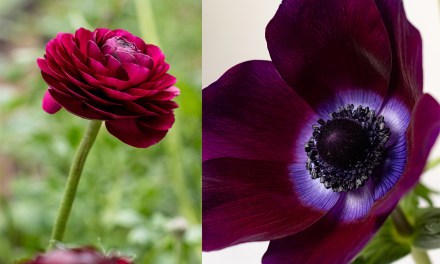 Rosaprima Launches Floraprima