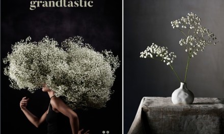 Grandtastic has a Unique Potential in the Gypsophila Market