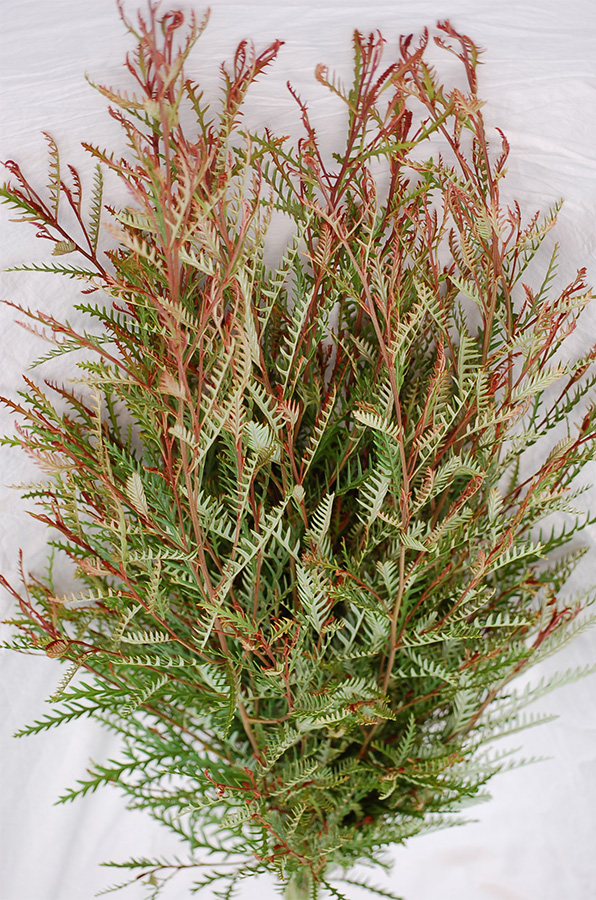 Grevillia  by Resendiz Brothers