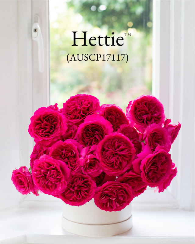 Hettie