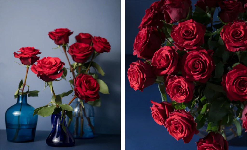 redvolution red roses