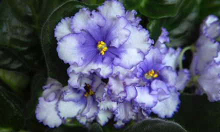 Violet – The Flower of February