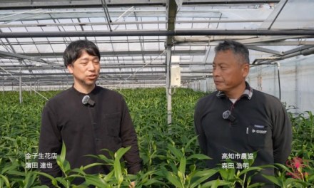 Japan: An interview with lily grower Hiroaki Morita