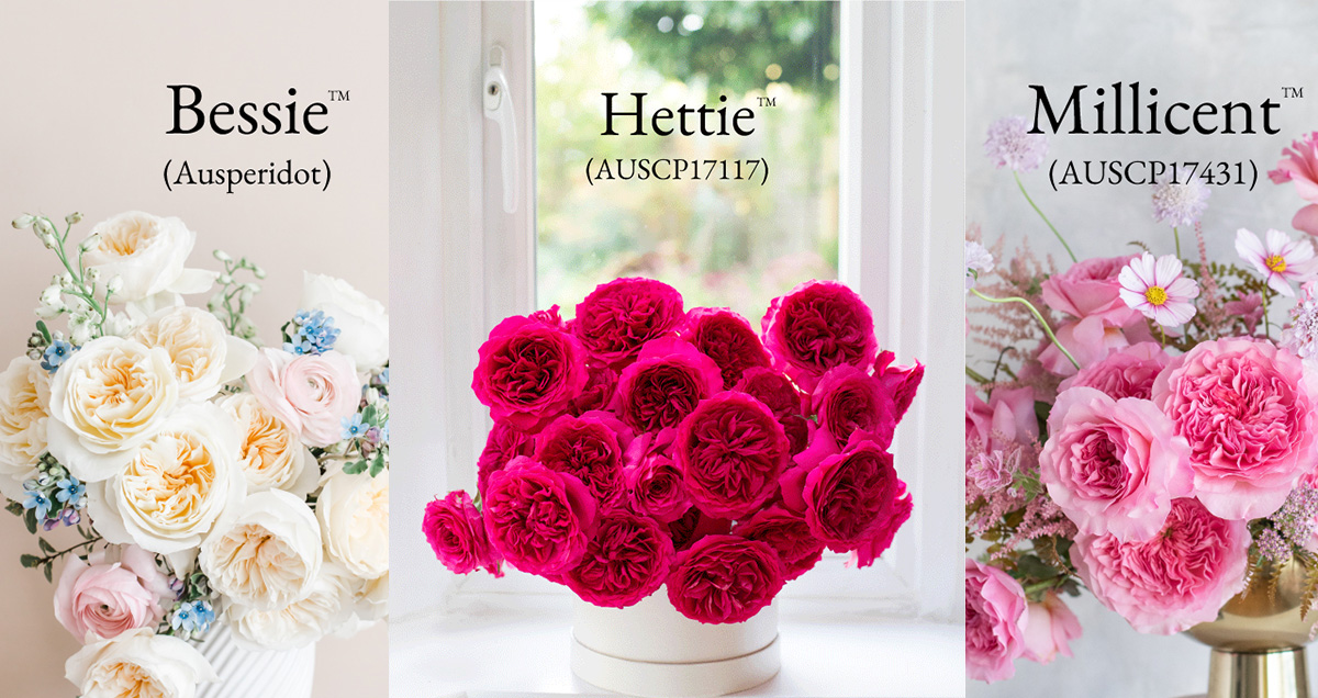 David Austin Launches Three New Wedding Roses