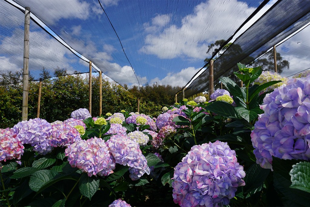 purple hydrangea field
